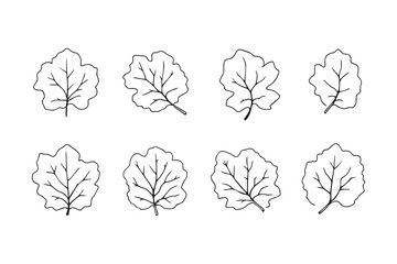 Set of 6 pec in two row  Chayote Leaf line art on white background