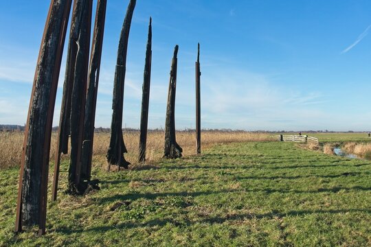 Wageningen Netherlands - 28 January - 2024 - Ancient oaks retrieved from the peat soil displayed as art in nature reserve Binnenveldse Hooilanden in the Gelderse Vallei near Wageningen and Bennekom