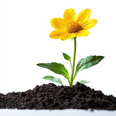 Vibrant Yellow Flower Blooming in Soil: A Symbol of Growth and New Beginnings