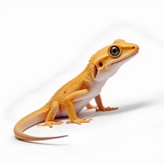 Obraz premium Vibrant Orange Lizard on White Background with Curious Expression