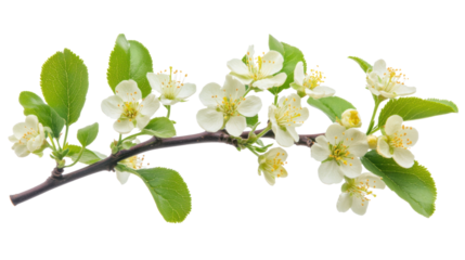 Blooming plum tree flowers on white background