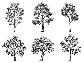 Eucalyptus tree clear vision simple black line art on white background