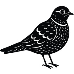 nightjar vector