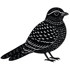 nightjar vector