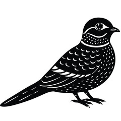 nightjar vector