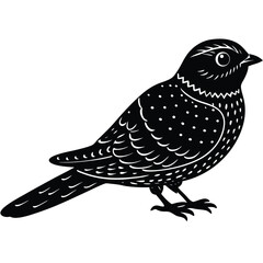 Obraz premium nightjar vector