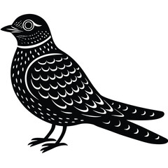 nightjar vector