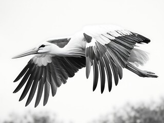 Stork in Flight, Nature Photo