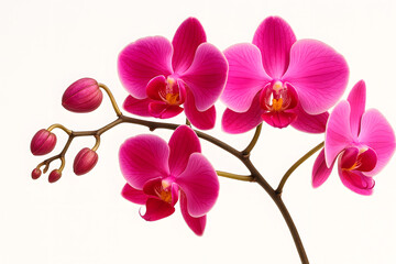 Fototapeta premium Stunning Pink Orchid Blossoms