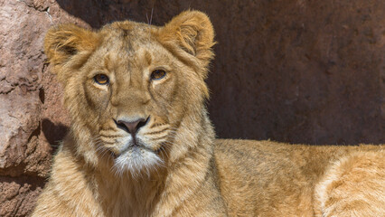 Löwin im Tiergarten
