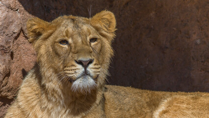 Löwin im Tiergarten
