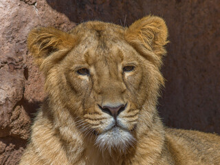 Löwin im Tiergarten
