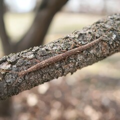 Fototapeta premium Close-Up of Textured Tree Bark on Branch in Natural Environment