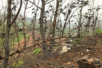 Black charred pine tree trunk with cones on its branches at the site of last year's fire in a mountain forest