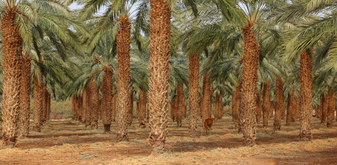 Date palm trees in Mediterranean date palm plantation