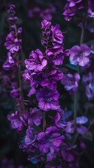 Obraz premium violet flowers on black background