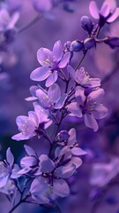 Obraz premium violet flowers on black background