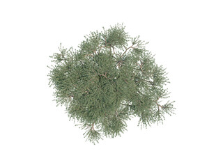 Umbrella Thorn Acacia top view png alpha channel