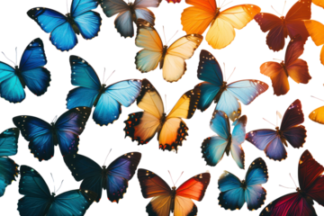 Colorful Flutter: A captivating aerial shot showcases a vibrant array of butterflies in a rainbow of hues, their delicate wings spread wide, a testament to the beauty of transformation.