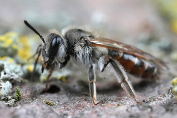 Detailed closeup on a female red-bellied miner mining bee, Andrena ventralis