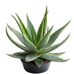 Fototapeta premium aloe vera plant isolated on white background