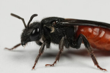 Colorful detailed closeup on a large red blood bee , Sphecodes albilabris on white background