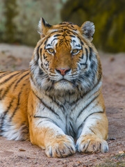 Tiger - Sumatratiger