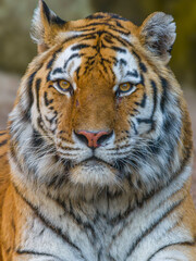 Tiger - Sumatratiger