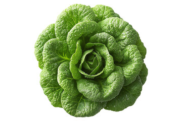 Fototapeta premium Fresh green lettuce leaves with water droplets isolated on a white background. Concept of healthy eating, freshness, and organic food