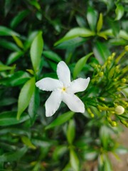 white flowers in the garden