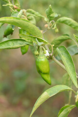 fresh green chili on plant closeup, chili plants in organic farming, Chilies closeup in field, Green chili plant in a farmer's field, Ripe green chili on a plant in Chakwal, Punjab, Pakistan