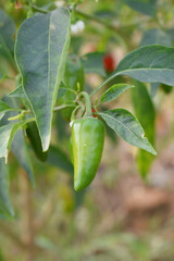 fresh green chili on plant closeup, chili plants in organic farming, Chilies closeup in field, Green chili plant in a farmer's field, Ripe green chili on a plant in Chakwal, Punjab, Pakistan