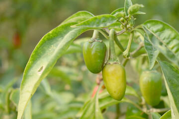 fresh green chili on plant closeup, chili plants in organic farming, Chilies closeup in field, Green chili plant in a farmer's field, Ripe green chili on a plant in Chakwal, Punjab, Pakistan