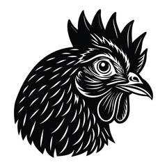 rooster isolated on white background