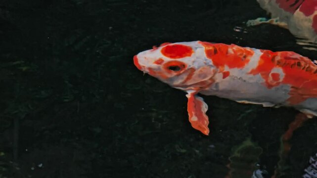 close-up of a koi fish with a charming golden orange color