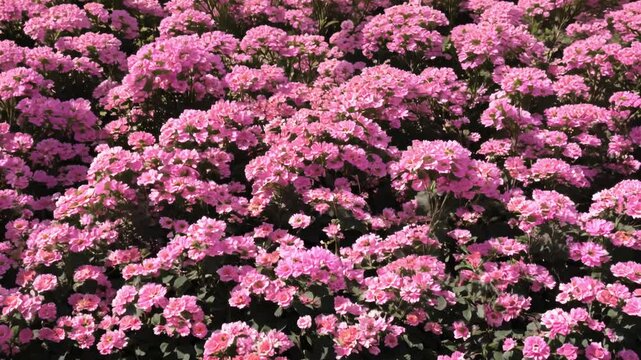 Dramatic low key lighting tilt down video of a luxurious mono phlox wall with one vibrant orange phlox among pink phlox, featuring delicate blooms with no empty spaces