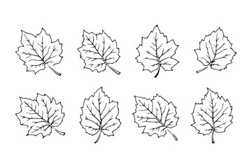 Set of 6 pec in two row  Devil Tree leaf line art on white background