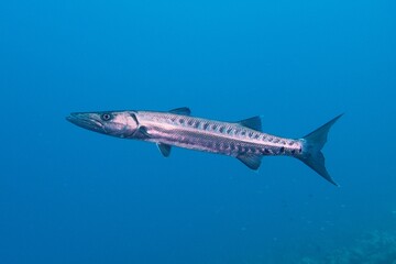 Great Barracuda in the blue deep seawater. Bonaire, Caribbean Nerherlands