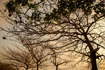 奄美大島の自然、夕景、シルエット。