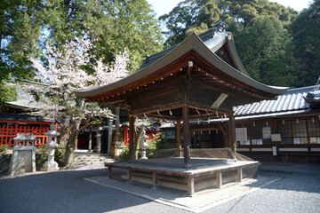 三宅八幡宮　境内の桜　京都市左京区