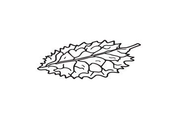 Set of 6 pec in two row  Durian Leaf line art on white background
