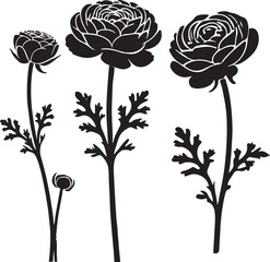 Ranunculus Flower Silhouette Vector Art