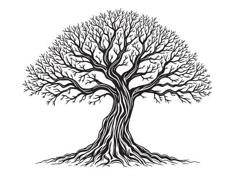 Hand drawn vector sketch of sandalwood botanical