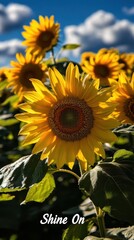 Bright sunflowers, shining under a beautiful sky.