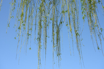 柳の若葉
