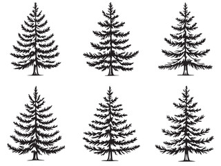 Spruce Tree Simple Botanical Line Drawing Set