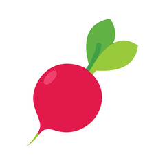 Fresh radish isolated vector art illustration