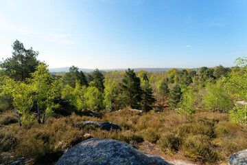 Grands-Avaux forest in the French Gâtinais Regional Nature Park