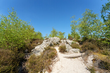Grands-Avaux forest in the French Gâtinais Regional Nature Park