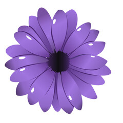 Fototapeta premium Purple Aster Floral Element in Flat Simple Design